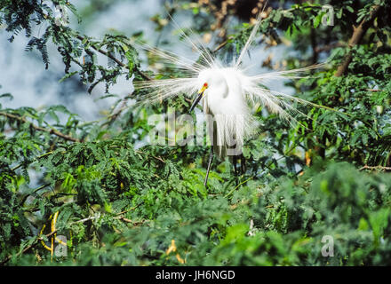 Intermediate Egret, (Ardea intermedia), anzeigen Zucht Gefieder Keoladeo Ghana National Park, Bharatpur, Rajasthan, Indien Stockfoto