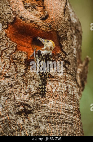 Weibliche Gelbe gekrönte Specht/Mahratta Specht, (Leiopicus mahrattensis), im Nest hole, Keoladeo Ghana National Park, Bharatpur, Rajasthan, Indien Stockfoto