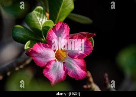 Desert rose blühen im Garten in San Jose del Cabo Stockfoto