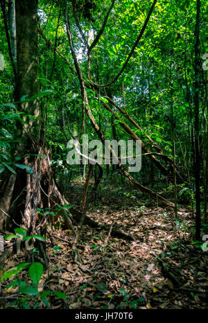 LORETO, PERU - ca. Oktober 2015: Peruanischen Wald im Amazonas Stockfoto