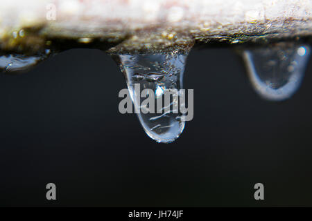 Eine Makro-Aufnahme von einigen winzigen Eiszapfen hängen an einem Ast Stockfoto
