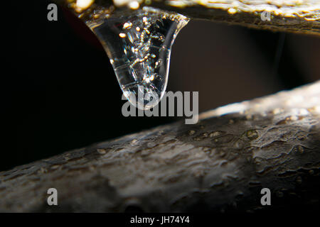 Eine Makro-Aufnahme von einem winzigen Eiszapfen hängen an einem Ast Stockfoto