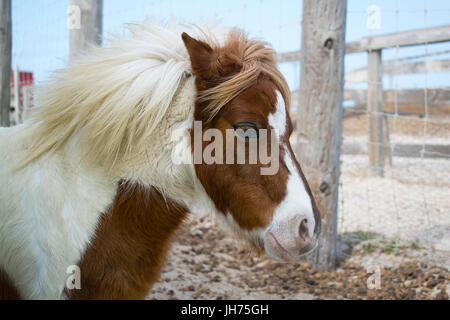 Eine braune und weiße Miniatur Pony auf einen Streichelzoo Stockfoto