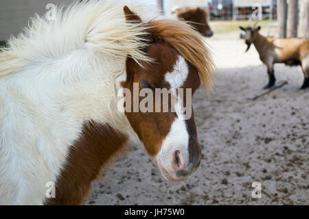 Eine braune und weiße Miniatur Pony auf einen Streichelzoo Stockfoto