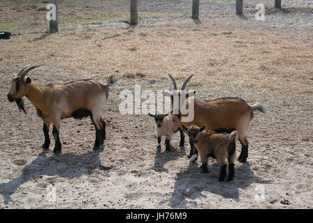 Eine Familie von Ziegen auf einer Ranch in Corpus Christi, Texas Stockfoto