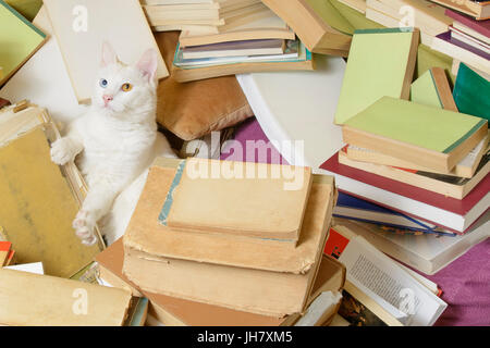 Schöne weiße Katze liegend in einer Reihe von Büchern, seine Pfote auszustrecken. Stockfoto