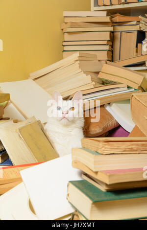 Weiße Katze liegend unter einem Haufen Bücher. Die Katze hat Heterochromia Iridum. Selektiven Fokus. Stockfoto