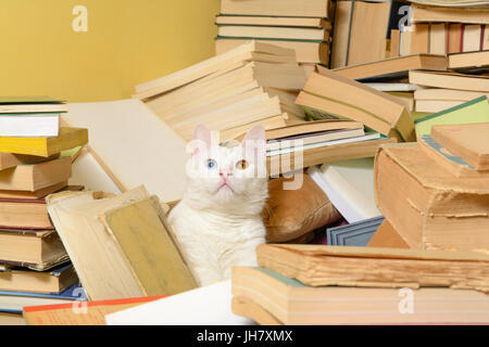 Schöne weiße Katze mit einem blauen und einem braunen Auge unter einem Stapel Bücher. Selektiven Fokus. Stockfoto