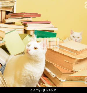 Weiße Katze mit einem Unterschied in der Färbung der Augen steht in einer Reihe von Büchern. Eine weibliche Katze ist hinter den Stapel in den unscharfen Hintergrund spähen. Stockfoto