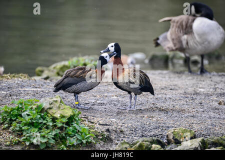 Paar weiß konfrontiert Pfeifen Enten putzen einander im Frühjahr gedeckt Stockfoto