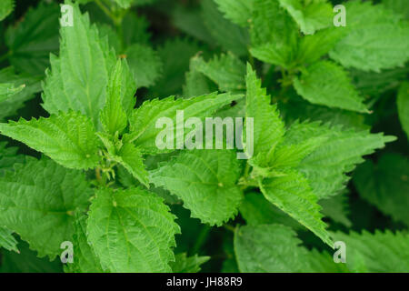 grüne Brennessel (Urtica Dioica) verlässt Hintergrund Stockfoto