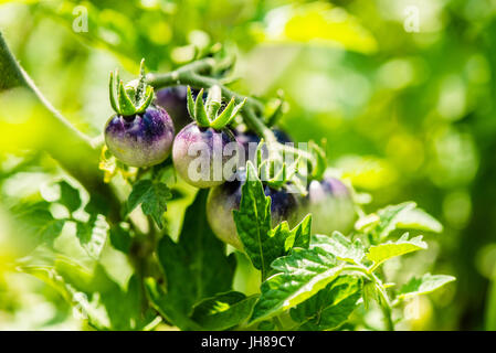 Tomaten-lila-Beere - Solanum Lycopersicum - botanische beckgrounds Stockfoto