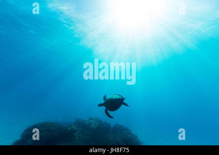 Eine Meeresschildkröte wird durch schöne ätherischen Sonnenlicht beleuchtet, wie es durch unberührte Wasser auf dem Great Barrier Reef schwimmt. Stockfoto