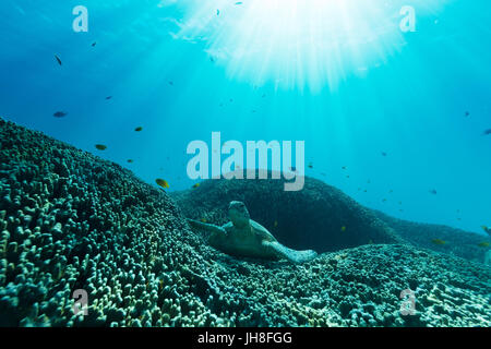 Eine Meeresschildkröte legt auf dem Meeresboden auf einem Bett aus Korallenriff als helle Sonne Licht strömt durch das tiefblaue Wasser. Stockfoto