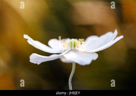 Japanische Anemone Stockfoto