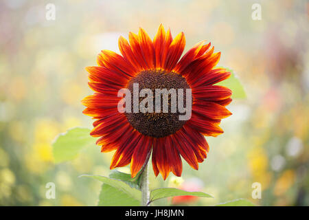 Rote Sonnenblume Stockfoto