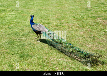 Pfau auf dem Rasen der Rasen im Sommerpark Stockfoto