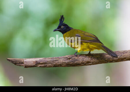 Schöne Vogel schwarz-crested Bulbul, sitzend Pycnonotus Melanicterus auf einem Ast Stockfoto