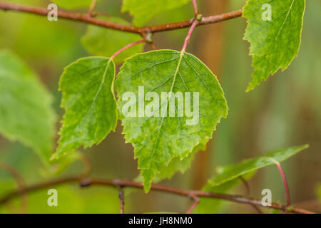 Eine schöne, lebendige Birke Blätter auf einem natürlichen Hintergrund nach dem Regen im Sommer. Geringe Schärfentiefe Feld Nahaufnahme Makro-Foto. Stockfoto