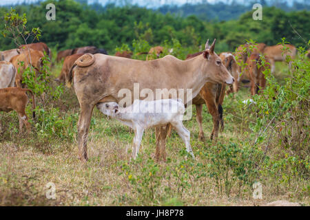 Junges Kalb trinkt Milch von seiner Mutter im Feld Stockfoto