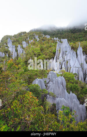 Kalkstein Pinnacles in Gunung Mulu National park Stockfoto