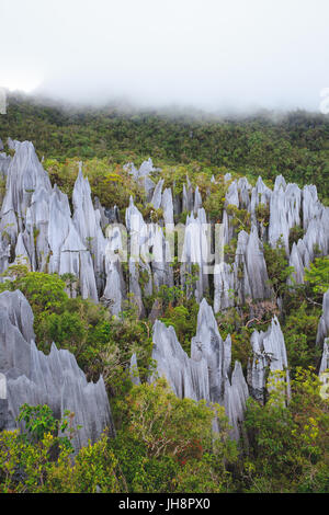 Kalkstein Pinnacles in Gunung Mulu National park Stockfoto