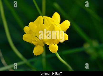 Mehr Vogel's – Foot Trefoil - Lotus Pedunculatus gelbe Flowerhead Stockfoto