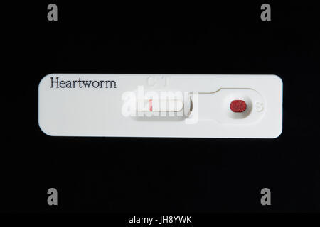 Herzwurm Test. Ein negatives Testergebnis. Eine Blutprobe wird in die Probe gut aufgestellt. Eine farbige Linie erschien in der Regelzone Linie. Stockfoto