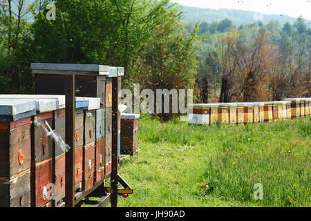 Langstroth Bienenstöcke auf einer eisernen Plattform gesetzt. In den unscharfen Hintergrund gibt es Bienenstöcke auf die Stände und Bäume und Bergwald positioniert.