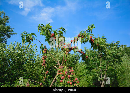 Pfirsichbaum voller reifer Früchte. Eine Jungpflanze Pfirsich mit ein paar abgebrochene Äste. Es ist ein Frühsommer-Tag. Selektiven Fokus. Stockfoto