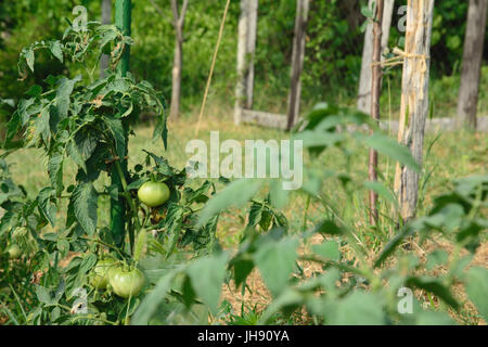 Tomatenpflanze mit grüne, unreife Früchte, einen Pfahl gebunden. Selektiven Fokus. Stockfoto