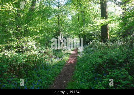 Eine schöne englische Bluebell Holz: Wyeseal Wood, Gloucestershire (Bestandteil der Forest of Dean). Stockfoto