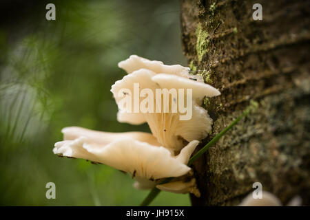 Schöne weiße Pilze wachsen auf einer Baumrinde im Sommer nach dem Regen. Stockfoto