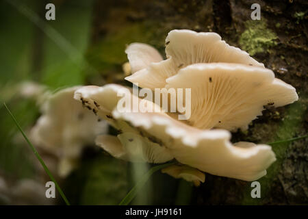 Schöne weiße Pilze wachsen auf einer Baumrinde im Sommer nach dem Regen. Stockfoto
