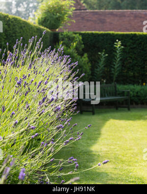 Lavendel im Garten Stockfoto