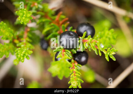 Schöne Reife Krähenbeeren im Sommer Wald nach dem Regen. Geringe Schärfentiefe Feld Nahaufnahme Makro-Foto. Stockfoto