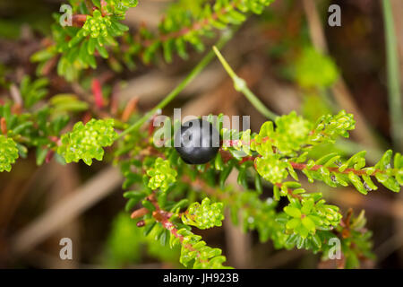 Schöne Reife Krähenbeeren im Sommer Wald nach dem Regen. Geringe Schärfentiefe Feld Nahaufnahme Makro-Foto. Stockfoto