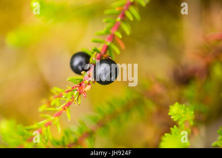 Schöne Reife Krähenbeeren im Sommer Wald nach dem Regen. Geringe Schärfentiefe Feld Nahaufnahme Makro-Foto. Stockfoto