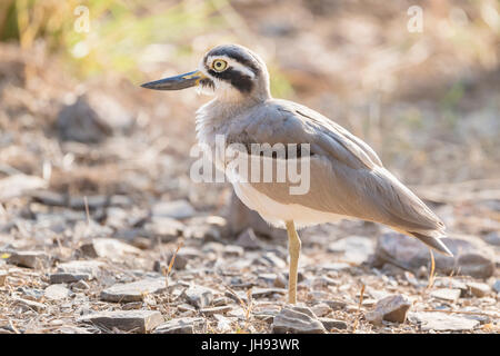 Große Thick-knee (Esacus Recurvirostris) stehen auf Boden, Ranthambhore National Park, Rajasthan, Indien Stockfoto