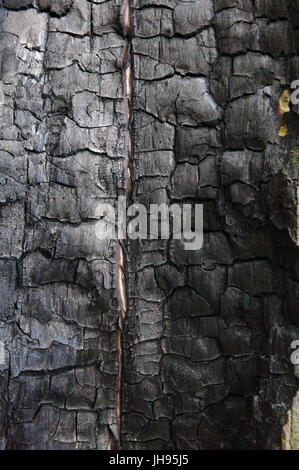Schwarz verbrannten Holz closeup Stockfoto