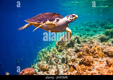 Echte Karettschildkröte - schwebt Eretmochelys Imbricata unter Wasser. Malediven Indischer Ozean Korallenriff. Stockfoto