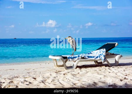 Grau-Chiron auf einer Sonnenliege am Strand. Malediven Indischer Ozean. Stockfoto