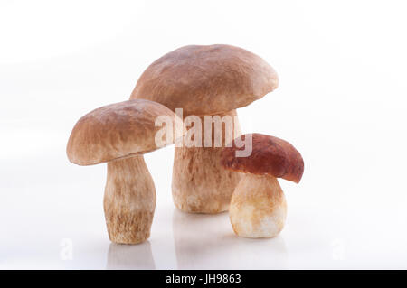 Steinpilze Pilze, Steinpilze Pilze, Wald, Speisepilz Stockfoto