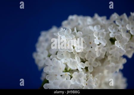 CLOSE UP FARBFOTO DES WEIßEN LILA BLÜTEN. Stockfoto