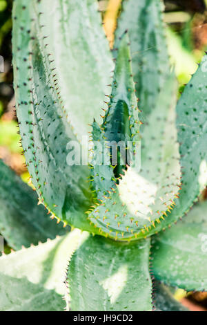 Aloe Ferox Sukkulente - Xanthorrhoeaceae - botanische Hintergründe Stockfoto