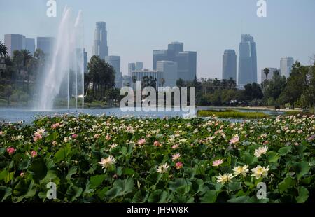 Los Angeles, USA. 12. Juli 2017. Lotus Blumen blühen im Echo Park in Los Angeles, USA, 12. Juli 2017. Das jährliche Lotus Festival wird am 15. Juli bis 16 im Echo Park stattfinden. Mit Kunst, köstliche Speisen aus China und anderen asiatischen und pazifischen Ländern, die zweitägige Feier soll Bewohner zusammenzubringen, teilen und abwechslungsreiche asiatische Kulturen fördern. Bildnachweis: Zhao Hanrong/Xinhua/Alamy Live-Nachrichten Stockfoto