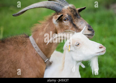 Köln, Deutschland. 13. Juli 2017. Das Maskottchen der 1. FC Köln, Geiß "Hennes VIII" und seinem neuen partner "Anneliese II" in ihrem Gehege im Zoo in Köln, wird, 13. Juli 2017. Foto: Rolf Vennenbernd/Dpa/Alamy Live News Stockfoto