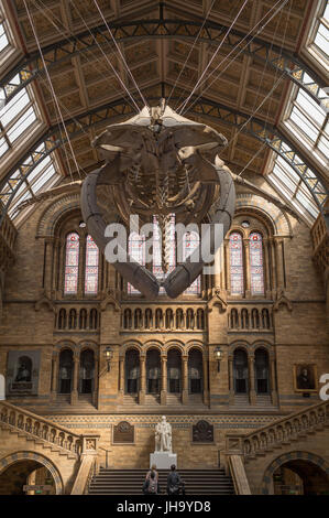 Natural History Museum, London, UK. 13. Juli 2017. Das Naturhistorische Museum präsentiert den neuen Star der seine neu entworfenen Hintze-Halle, Medien am 13. Juli vor der Eröffnung am 14. Juli.  Ein atemberaubende 25,2 Meter echte Blauwal Skelett von der Decke abgehängt steht im Mittelpunkt in der spektakulären Raum, den Besuchern die Möglichkeit, unter größten Kreatur, die jemals gelebt haben. Bildnachweis: Malcolm Park Leitartikel/Alamy Live-Nachrichten Stockfoto