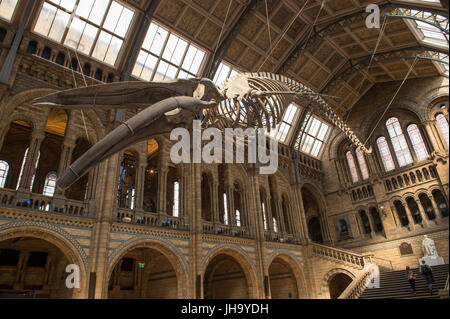 Natural History Museum, London, UK. 13. Juli 2017. Das Naturhistorische Museum präsentiert den neuen Star der seine neu entworfenen Hintze-Halle, Medien am 13. Juli vor der Eröffnung am 14. Juli.  Ein atemberaubende 25,2 Meter echte Blauwal Skelett von der Decke abgehängt steht im Mittelpunkt in der spektakulären Raum, den Besuchern die Möglichkeit, unter größten Kreatur, die jemals gelebt haben. Bildnachweis: Malcolm Park Leitartikel/Alamy Live-Nachrichten Stockfoto