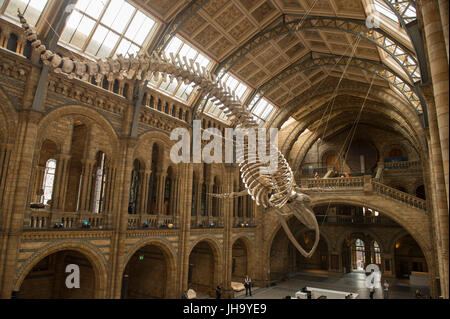Natural History Museum, London, UK. 13. Juli 2017. Das Naturhistorische Museum präsentiert den neuen Star der seine neu entworfenen Hintze-Halle, Medien am 13. Juli vor der Eröffnung am 14. Juli.  Ein atemberaubende 25,2 Meter echte Blauwal Skelett von der Decke abgehängt steht im Mittelpunkt in der spektakulären Raum, den Besuchern die Möglichkeit, unter größten Kreatur, die jemals gelebt haben. Bildnachweis: Malcolm Park Leitartikel/Alamy Live-Nachrichten Stockfoto